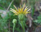 Crepis micrantha. Верхушка побега с соцветием. Северная Осетия, юж. окр. г. Владикавказ, рудеральное место. 08.08.2021.