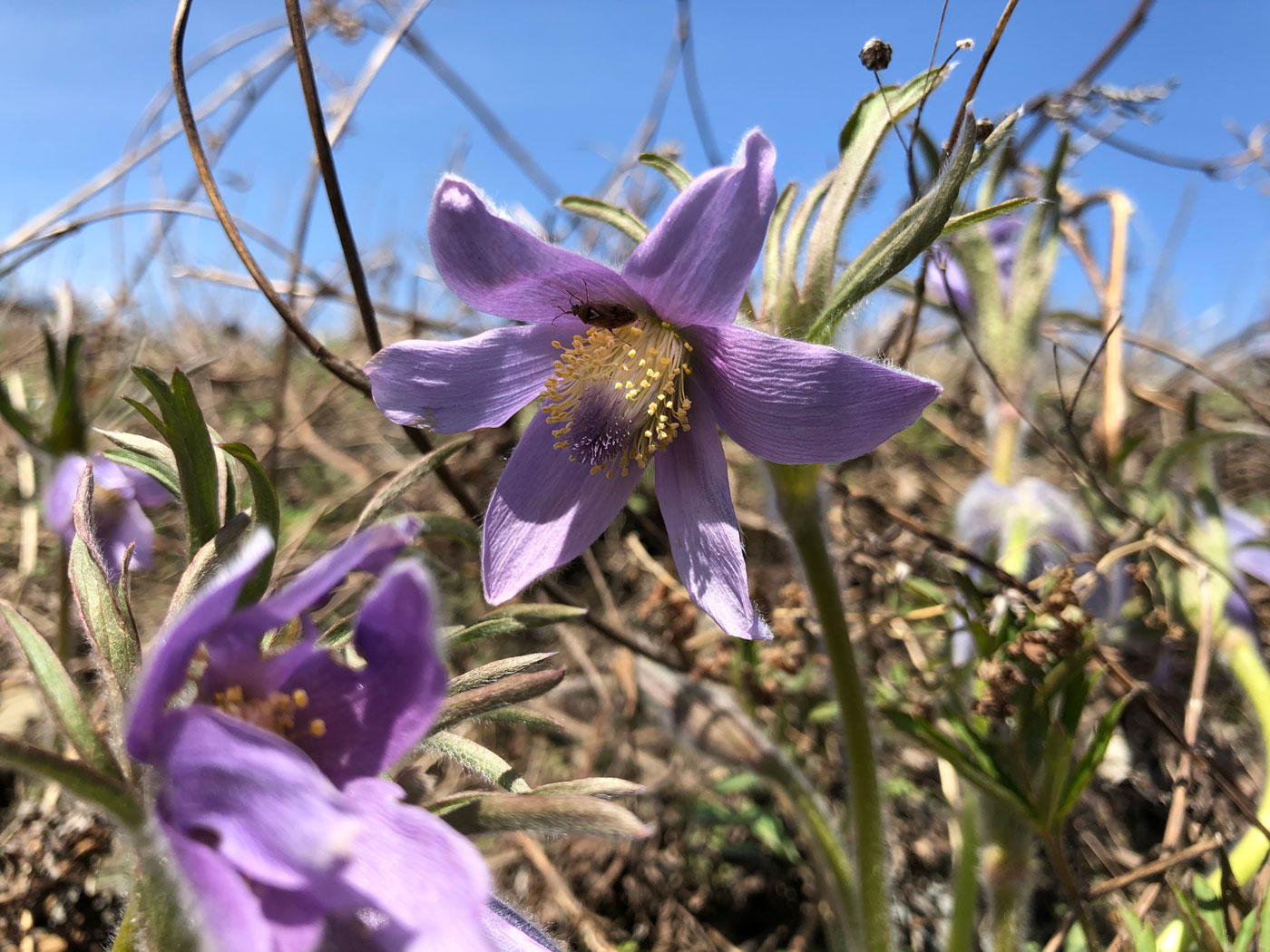 Изображение особи Pulsatilla dahurica.