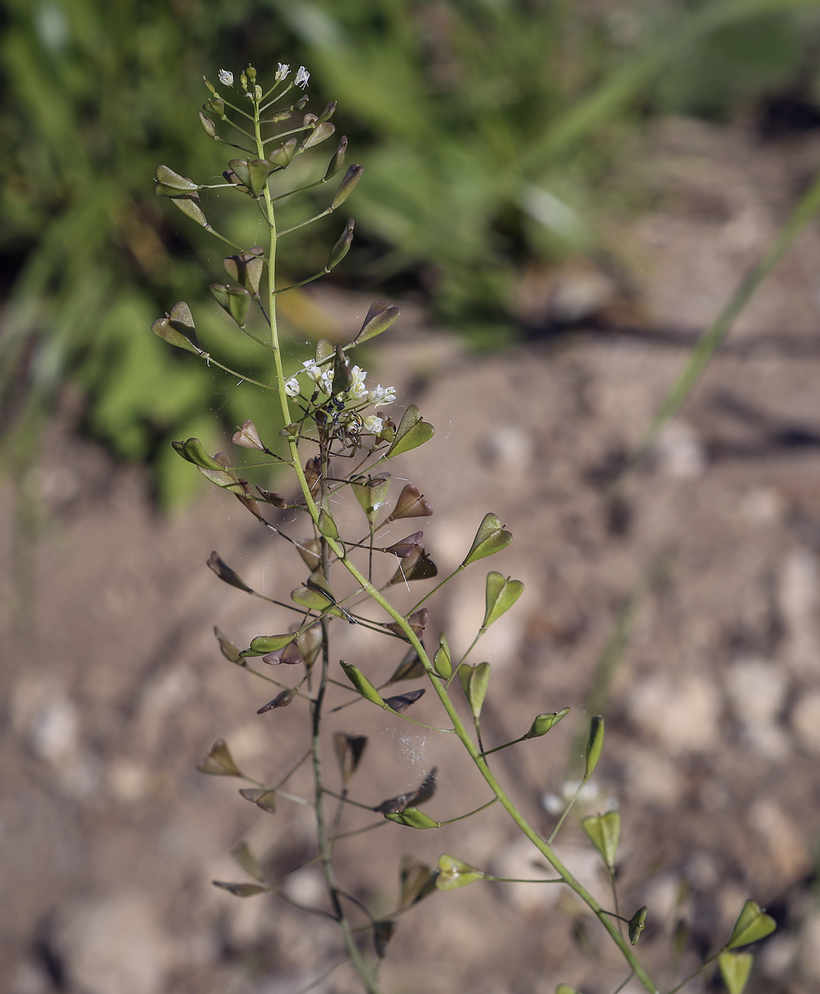 Image of Capsella bursa-pastoris specimen.