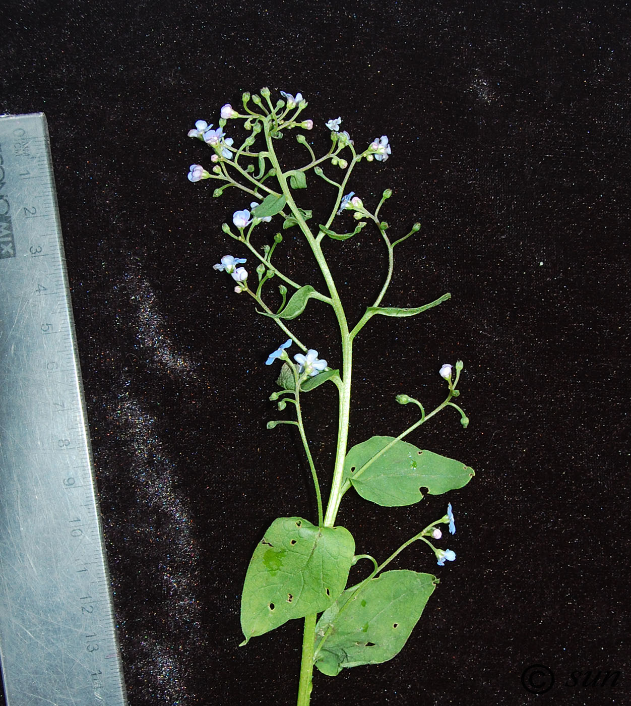 Image of familia Boraginaceae specimen.