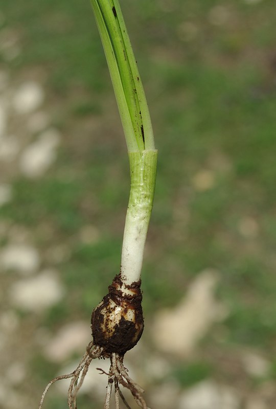 Изображение особи Galanthus caspius.