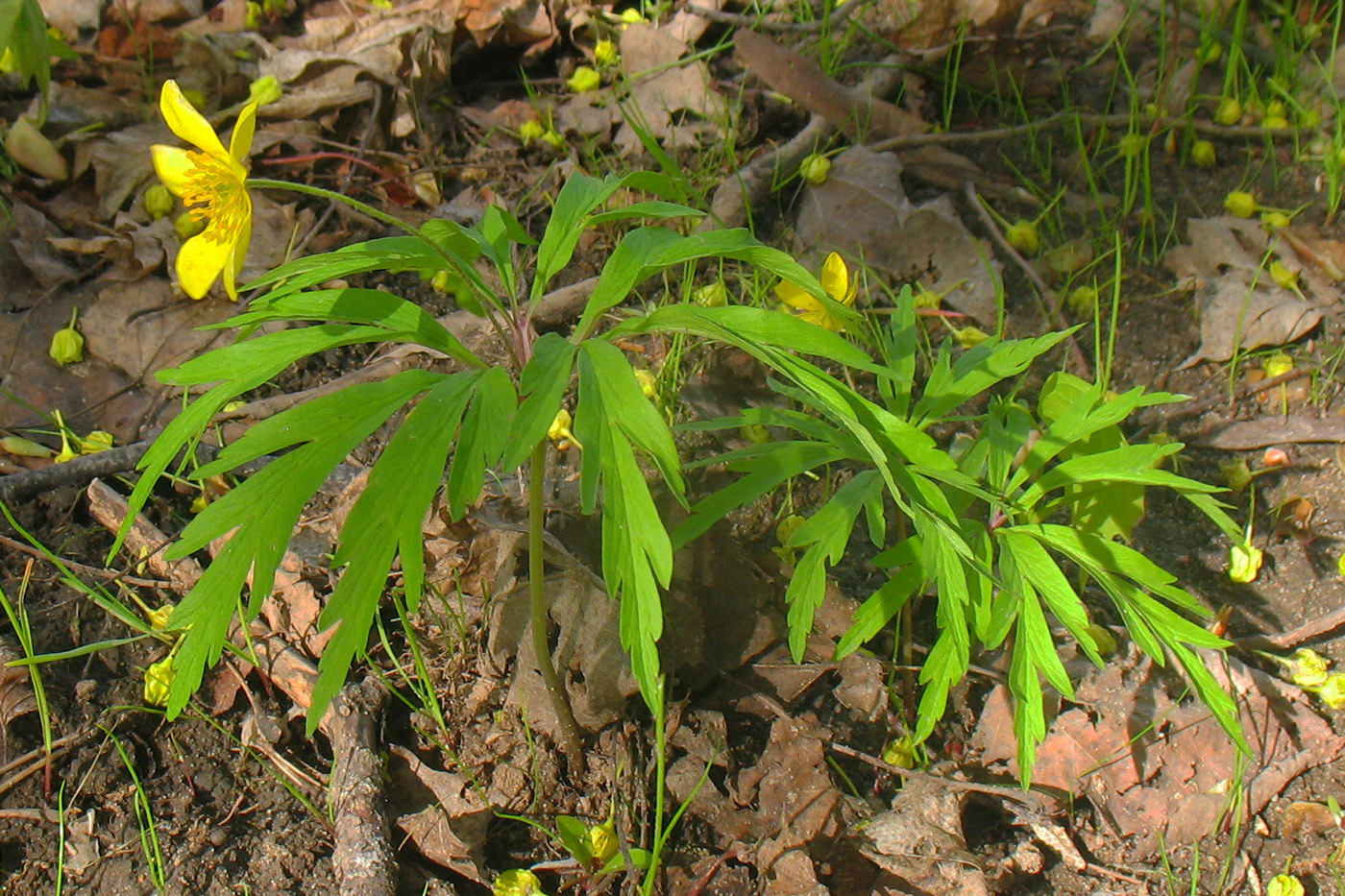 Изображение особи Anemone ranunculoides.