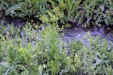 Ranunculus sceleratus. Цветущее растение. Дагестан, Государственный природный заказник федерального значения \"Самурский\", берег ручья. 09.05.2022.