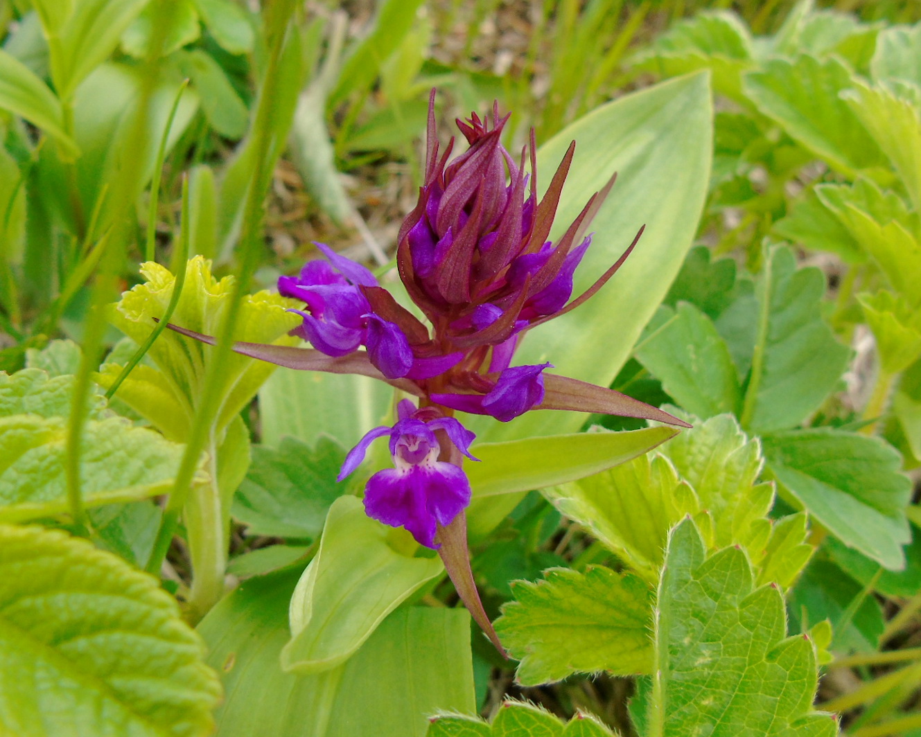 Изображение особи род Dactylorhiza.