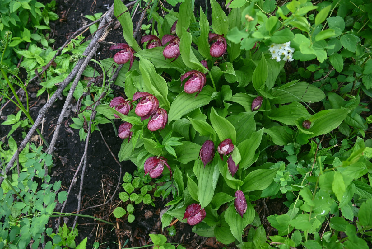 Image of Cypripedium &times; ventricosum specimen.