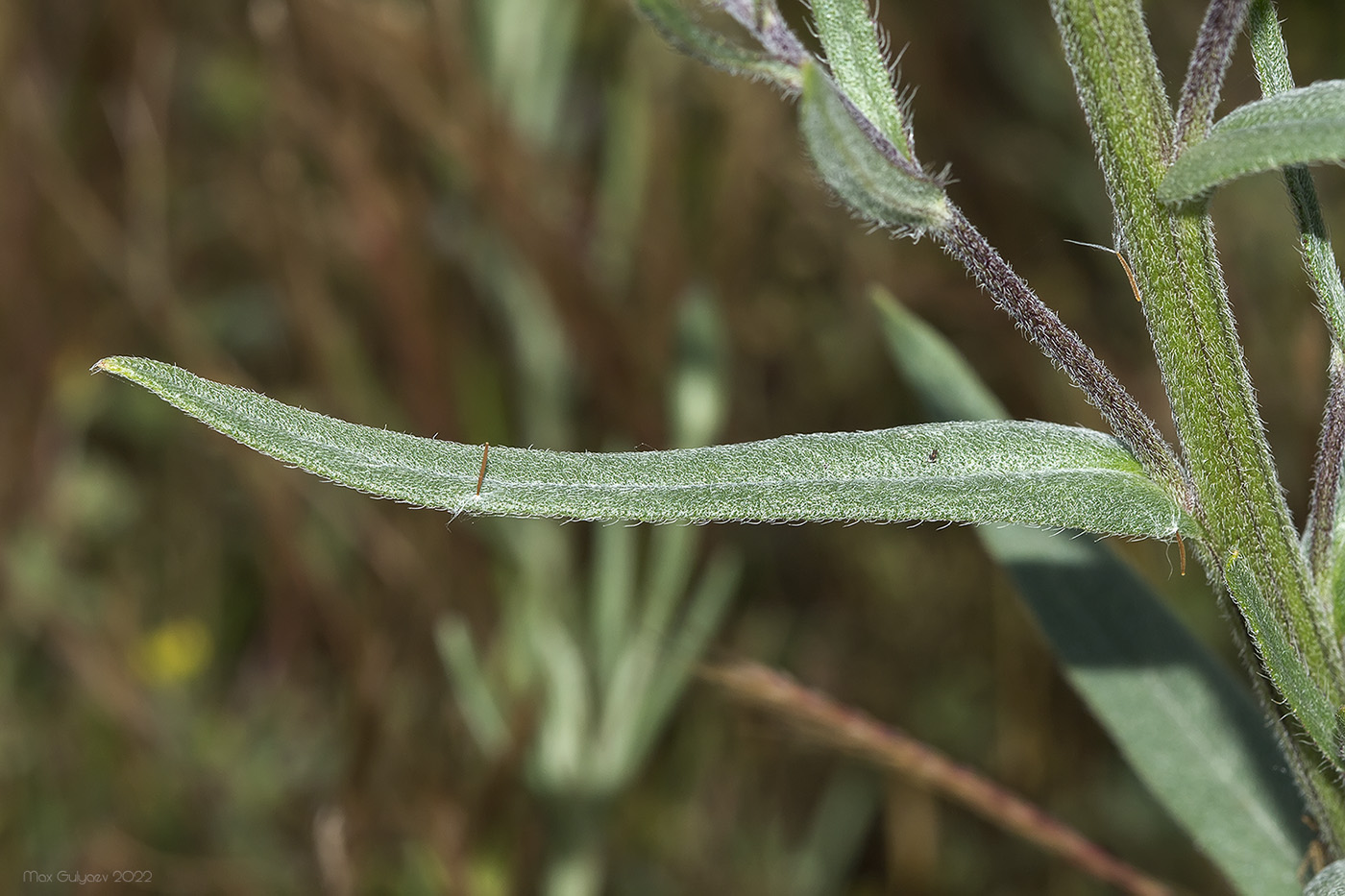 Image of Anchusa leptophylla specimen.