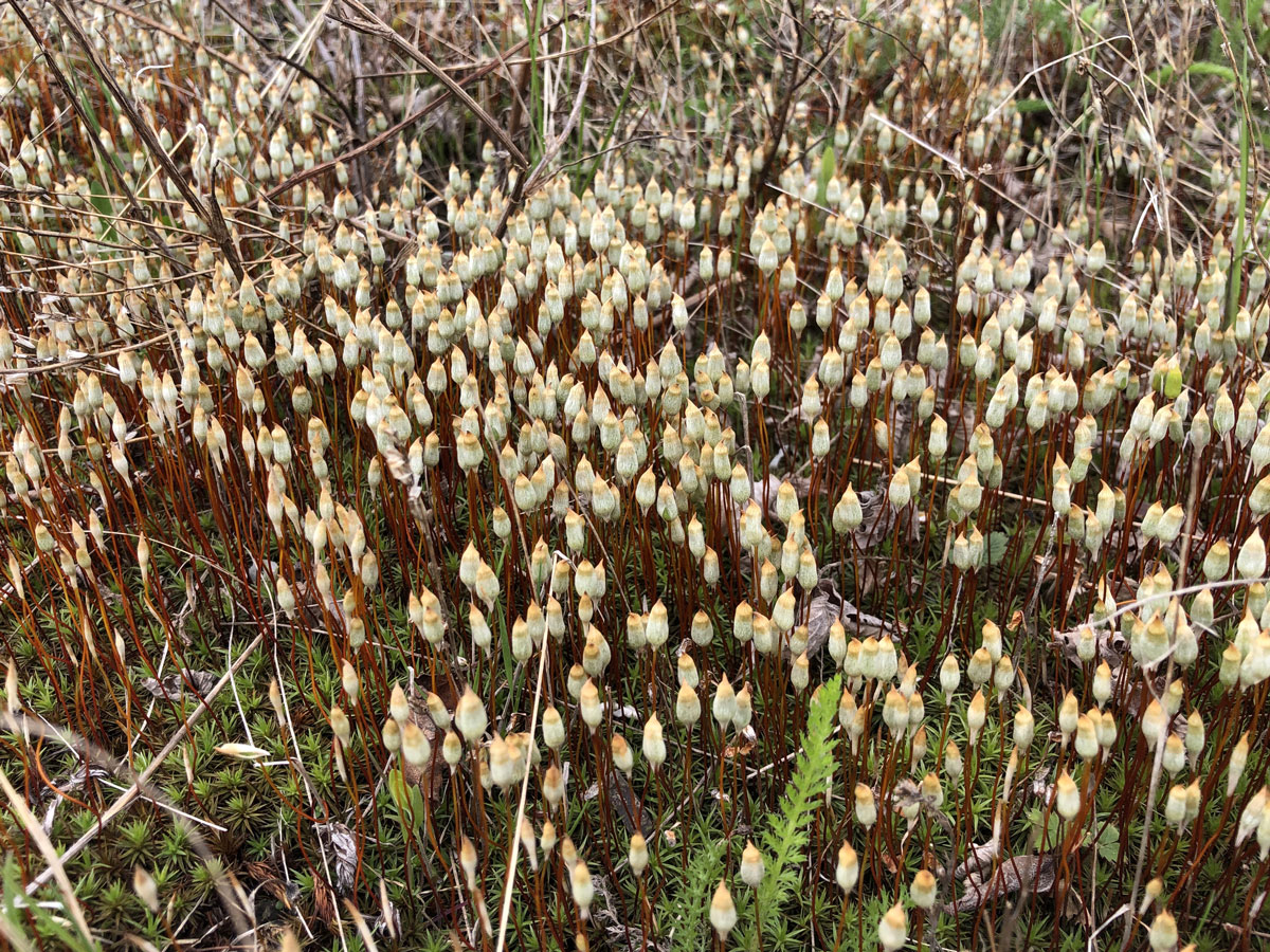 Image of genus Polytrichum specimen.