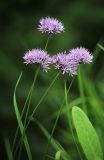 Allium maximowiczii. Верхушки цветущих растений. Приморский край, Ольгинский р-н, зал. Владимира, между бухтами Южная и Средняя, обочина дороги. 07.07.2022.