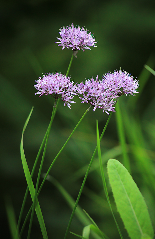 Изображение особи Allium maximowiczii.