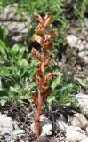 Orobanche alba subspecies xanthostigma. Цветущее растение. Дагестан, Левашинский р-н, окр. с. Цудахар, каменистый склон. 29 мая 2022 г.