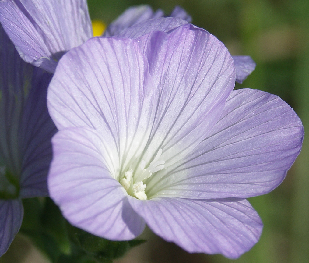 Изображение особи Linum hirsutum.