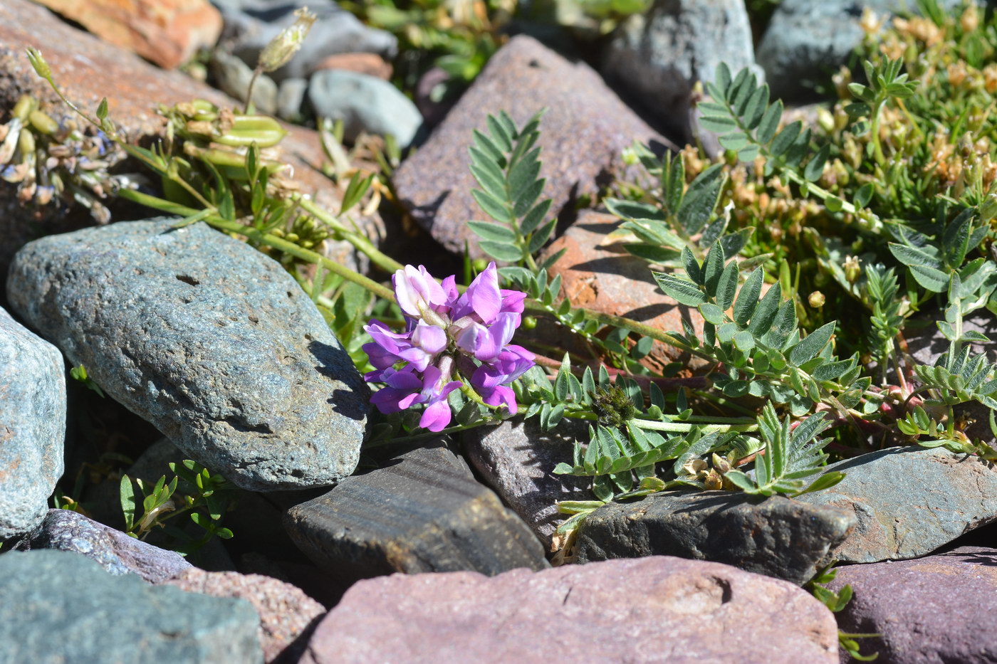 Image of Oxytropis lapponica specimen.