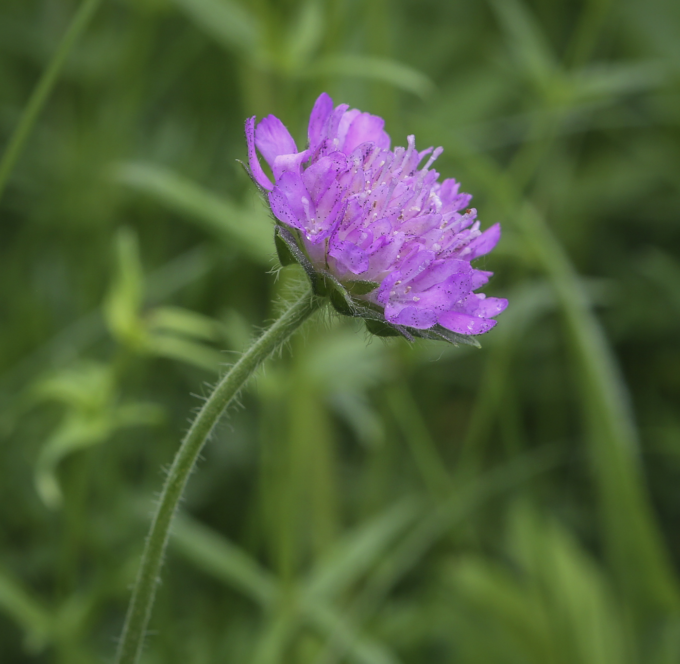 Image of Knautia arvensis specimen.