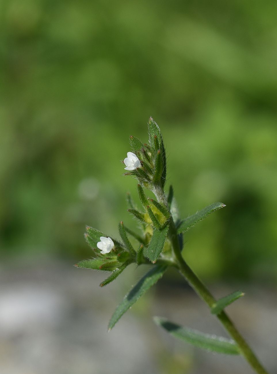 Изображение особи Buglossoides arvensis.