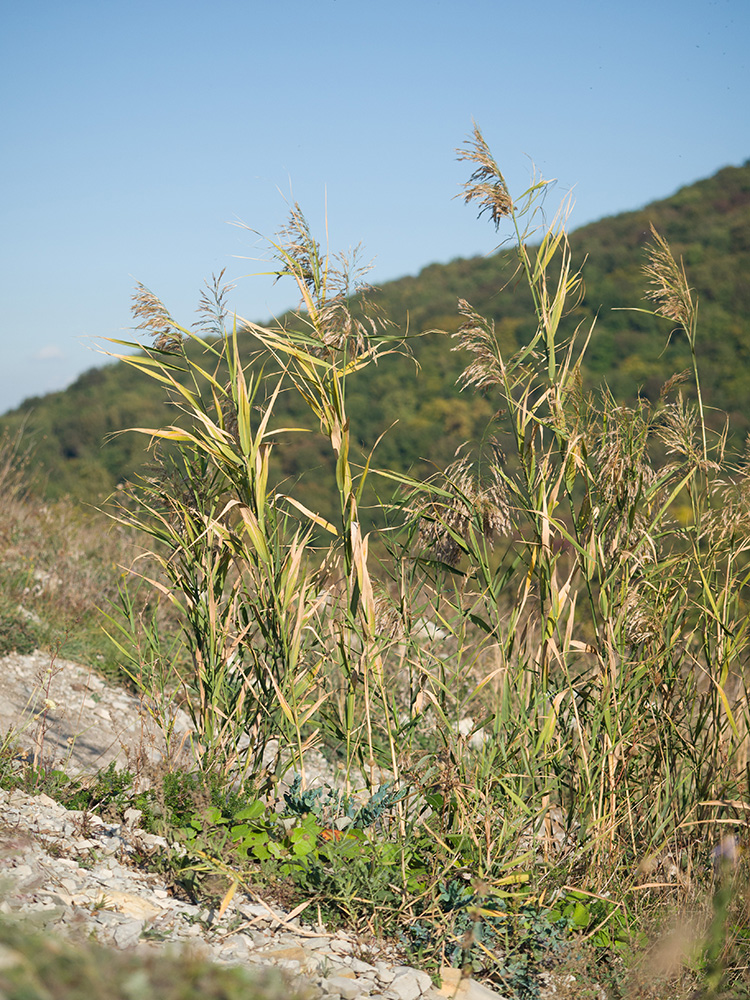 Изображение особи Phragmites australis.