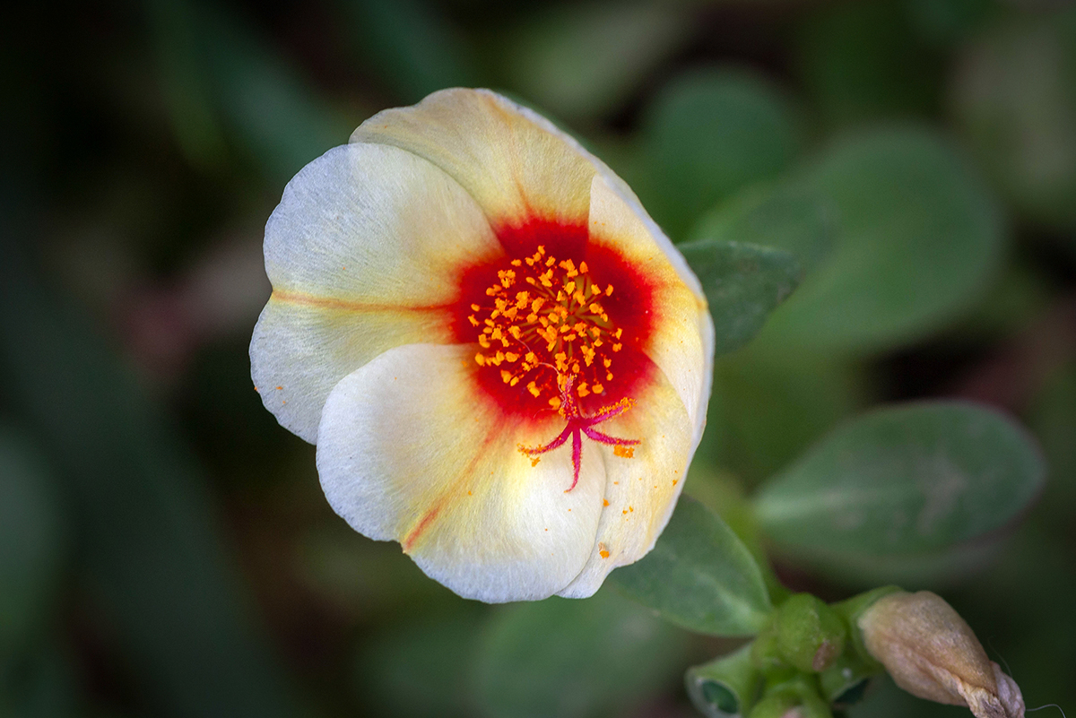 Image of Portulaca umbraticola specimen.