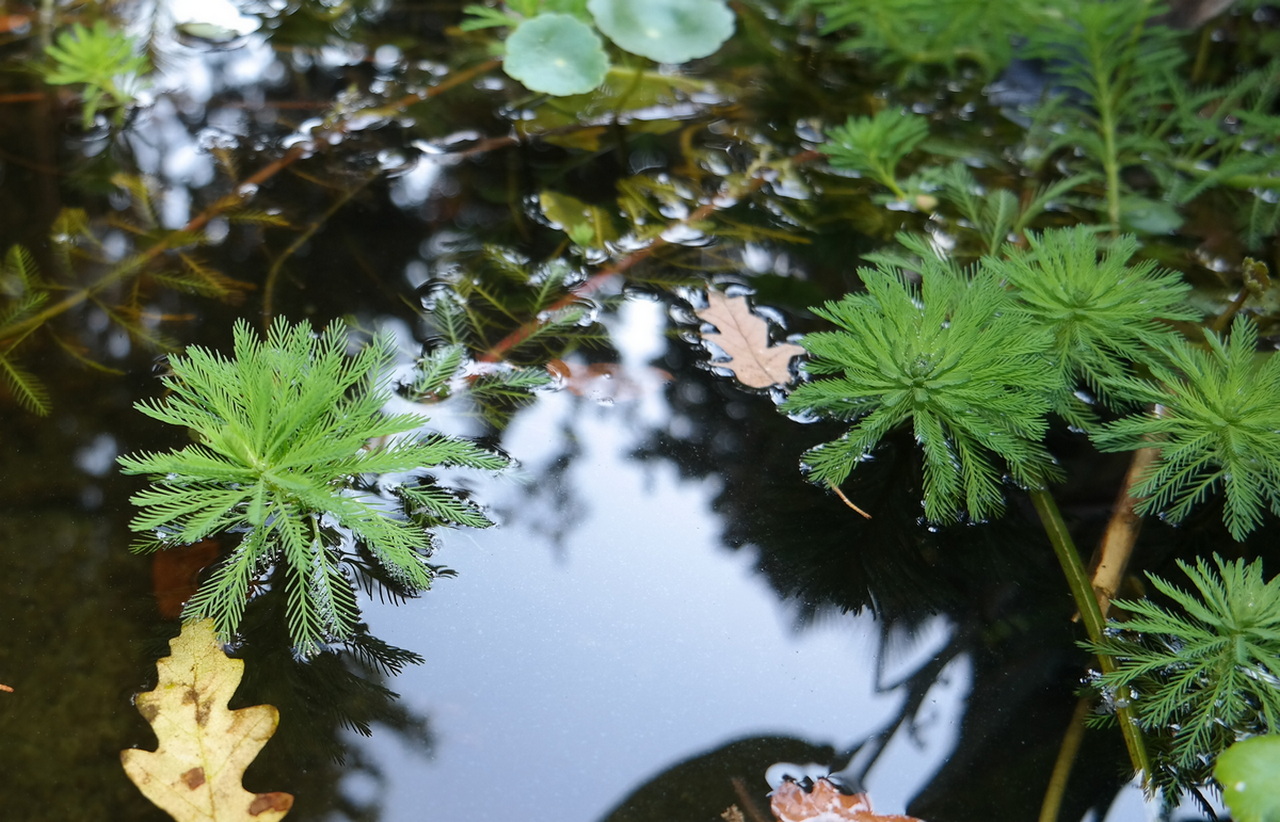 Image of Myriophyllum aquaticum specimen.