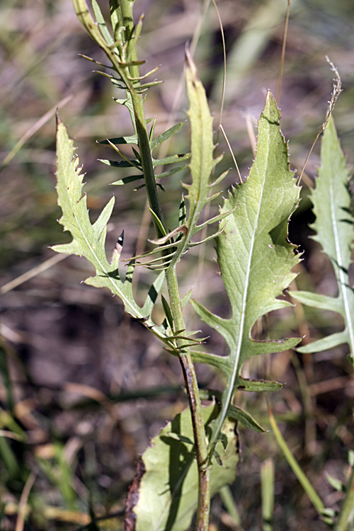 Image of Klasea sogdiana specimen.
