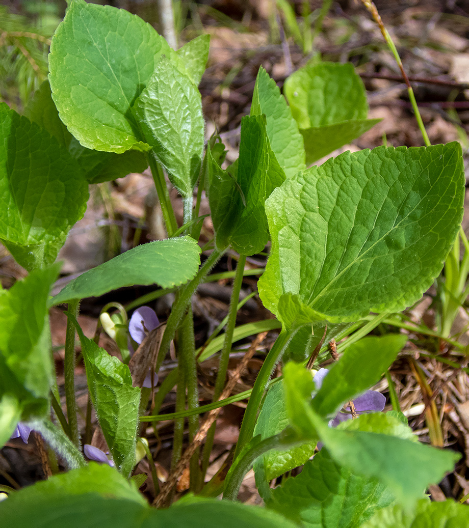 Изображение особи Viola mirabilis.