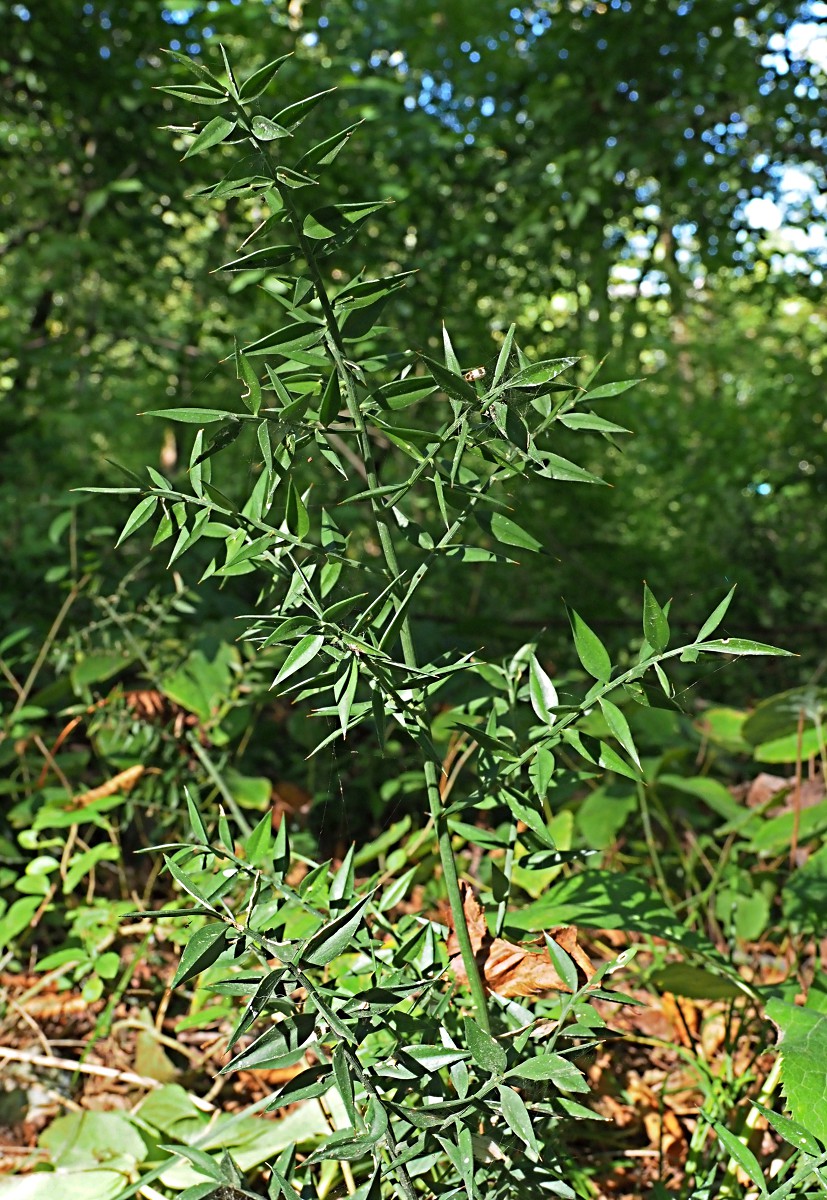 Image of Ruscus aculeatus specimen.