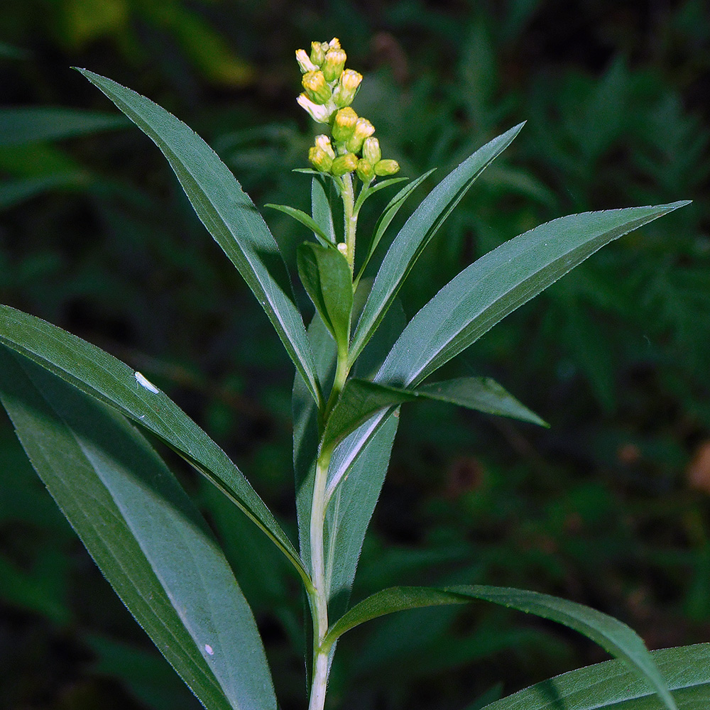 Image of Solidago gigantea specimen.
