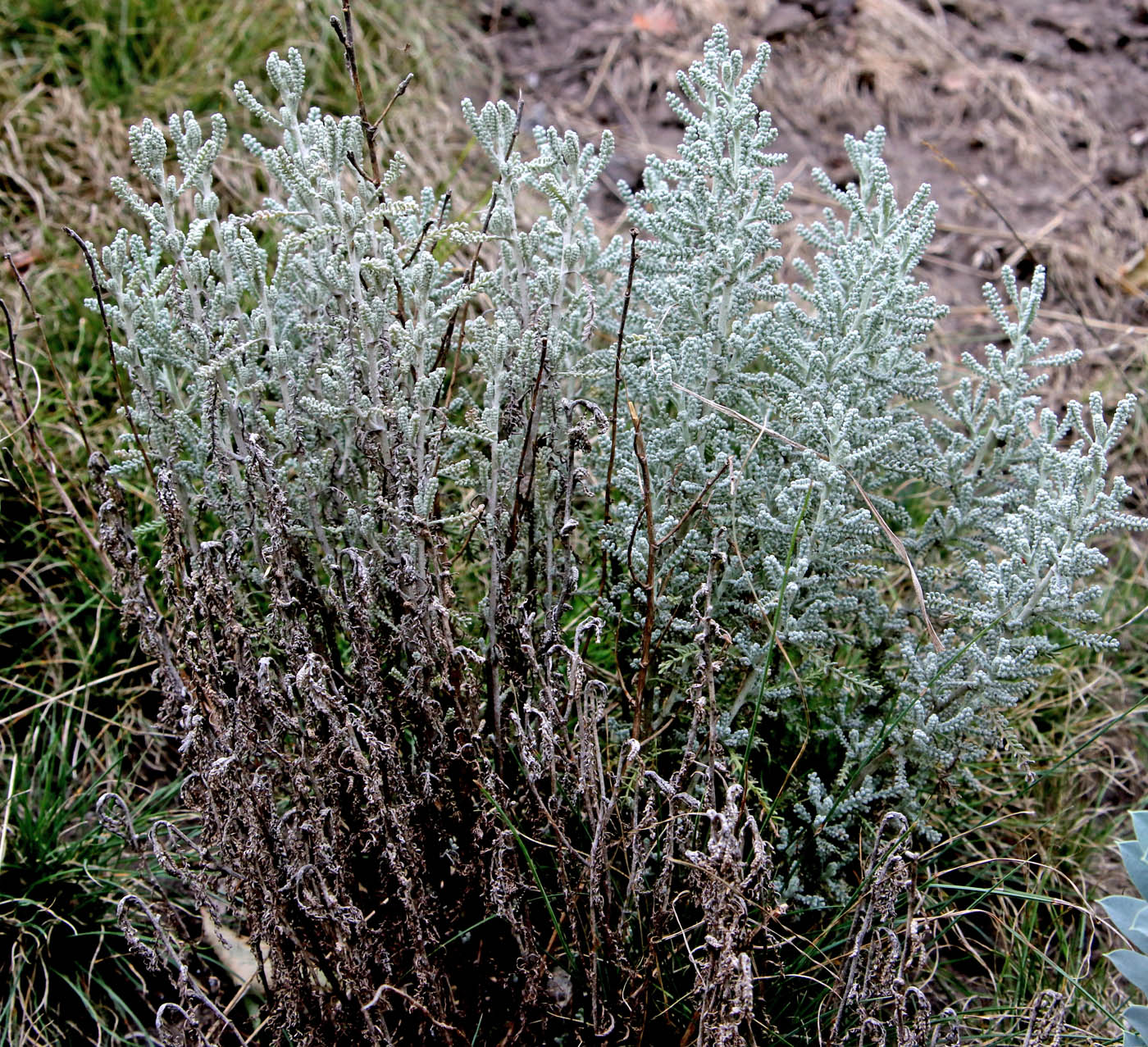 Image of Santolina chamaecyparissus specimen.