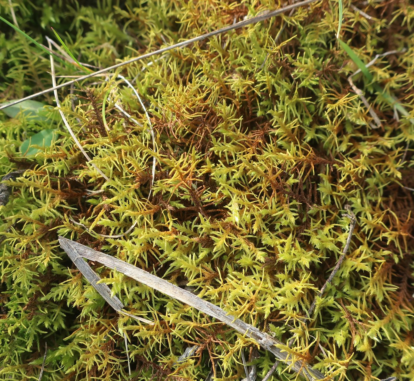 Image of Abietinella abietina specimen.