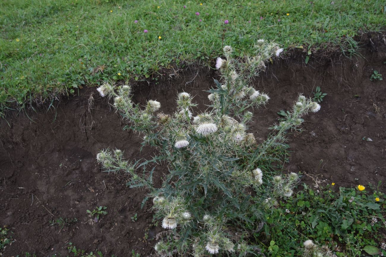 Изображение особи Cirsium echinus.