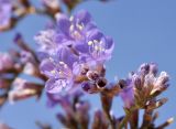 Limonium scoparium. Цветки и бутоны. Крым, Сакский р-н, окр. пос. Прибрежное, берег оз. Сасык. 09.09.2019.