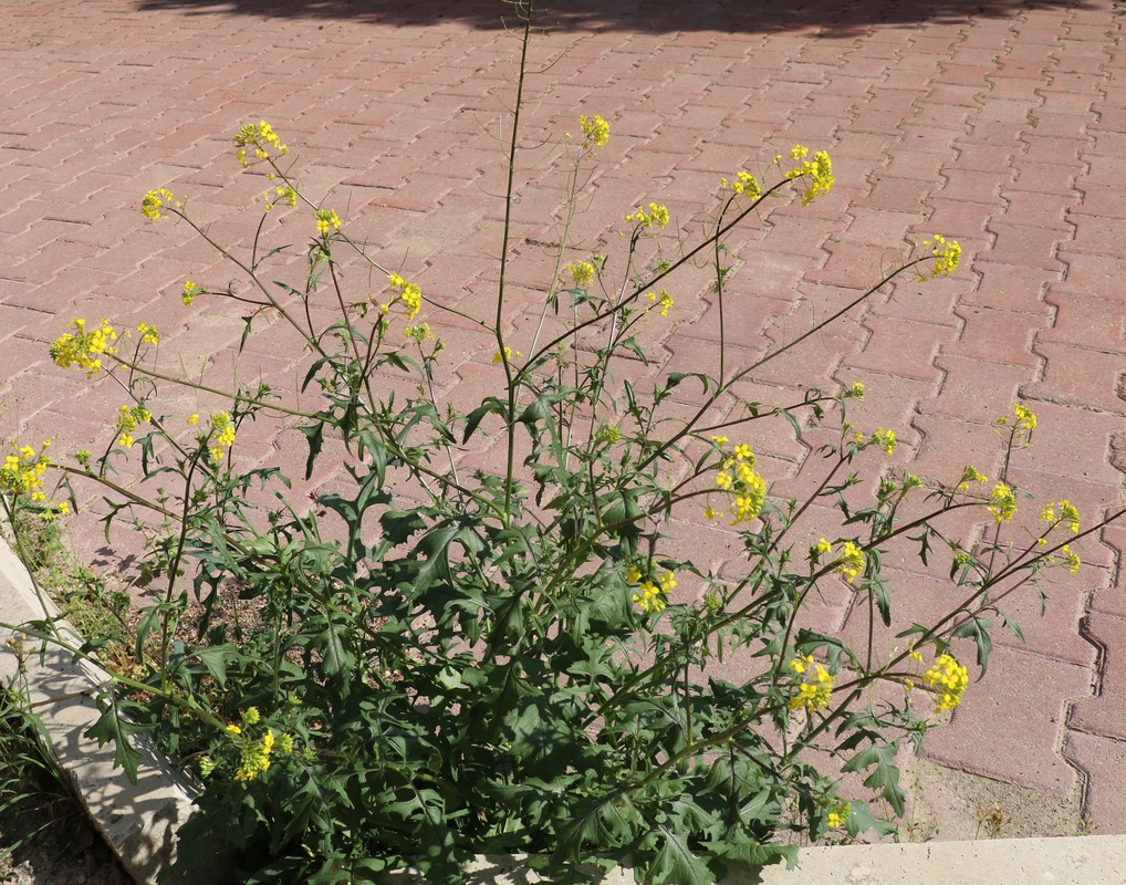 Image of genus Sisymbrium specimen.