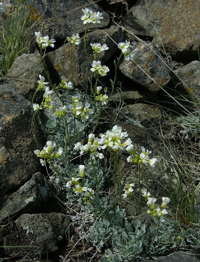 Image of Galitzkya spathulata specimen.