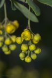 Berberis orientalis. Соцветие с бутонами и распустившимся цветком. Крым, Бахчисарайский р-н, окр. пгт Куйбышево. 07.05.2023.