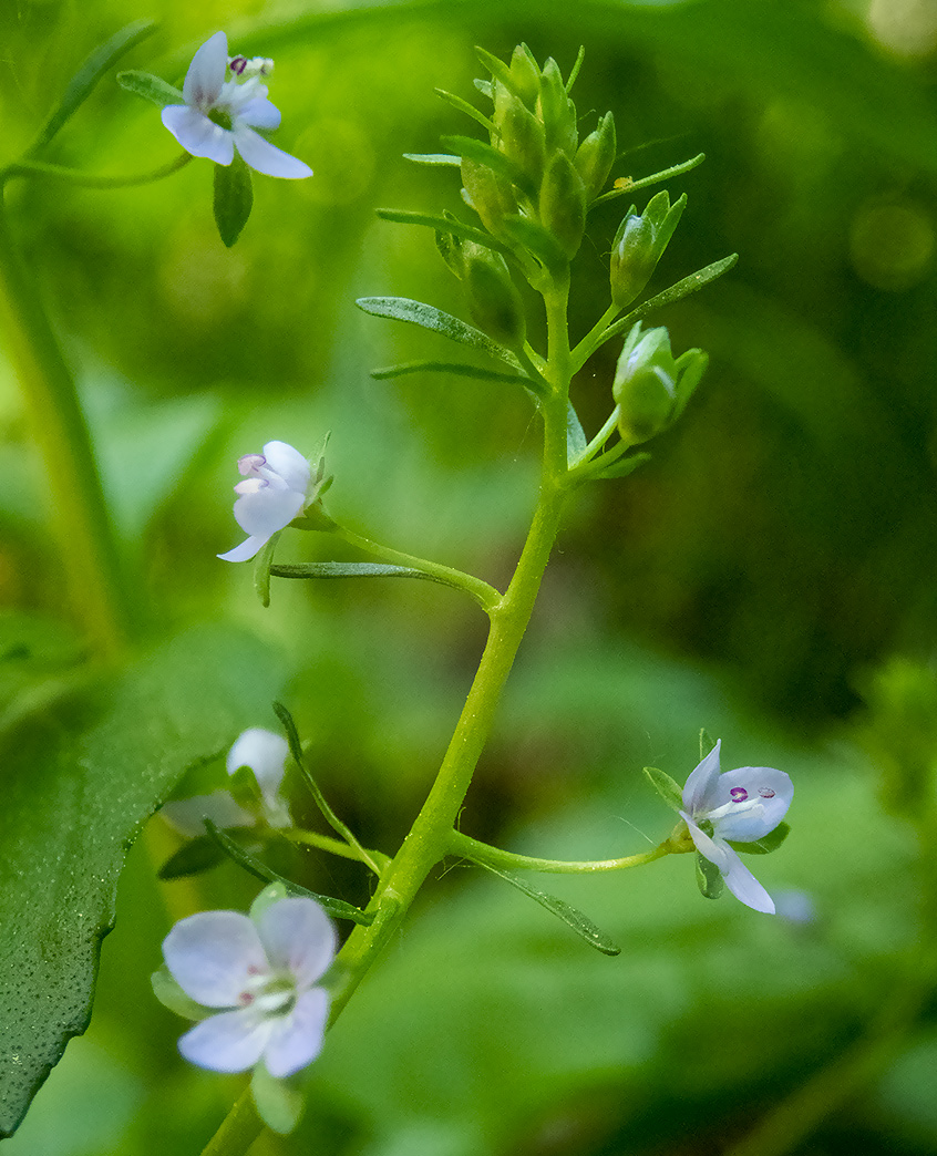 Image of Veronica anagallis-aquatica specimen.