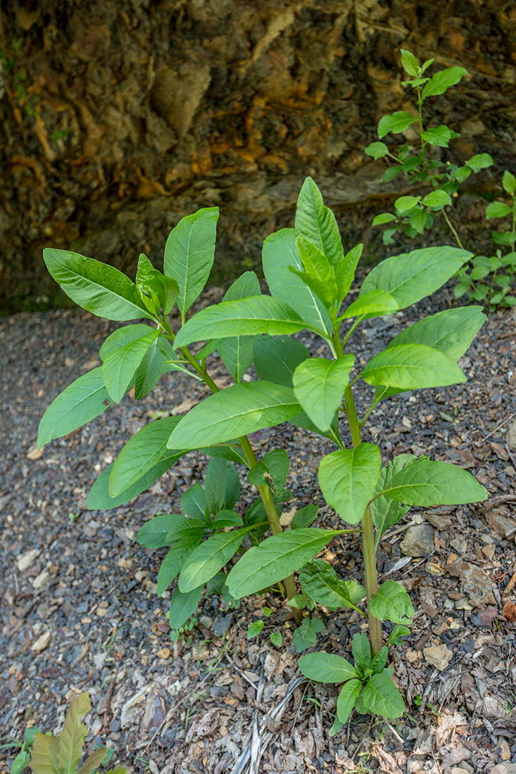 Изображение особи Phytolacca americana.