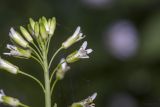 Turritis glabra. Верхушка соцветия. Саратов, Октябрьское ущелье, лиственный лес, затенённая обочина грунтовой дороги под пологом деревьев. 28.05.2017.