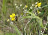 род Potentilla. Соцветие с фуражирующей пчелой. Приморский край, Уссурийский гор. округ, окр. с. Монакино, луг на небольшой сопке. 11.06.2023.