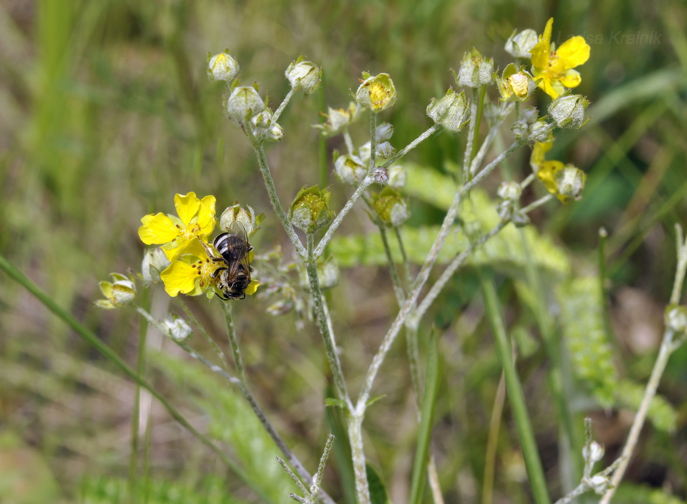 Изображение особи род Potentilla.