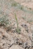 Aegilops triuncialis. Плодоносящее растение. Таджикистан, Согдийская обл., горы Окбель, лёссовый склон. 7 мая 2023 г.