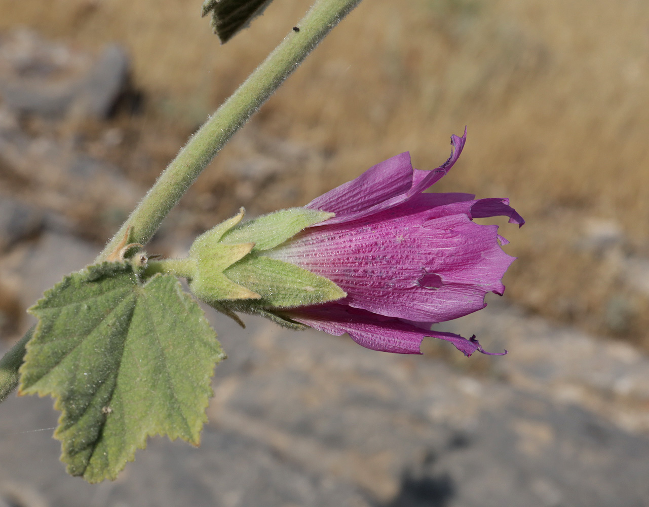 Image of Alcea rhyticarpa specimen.