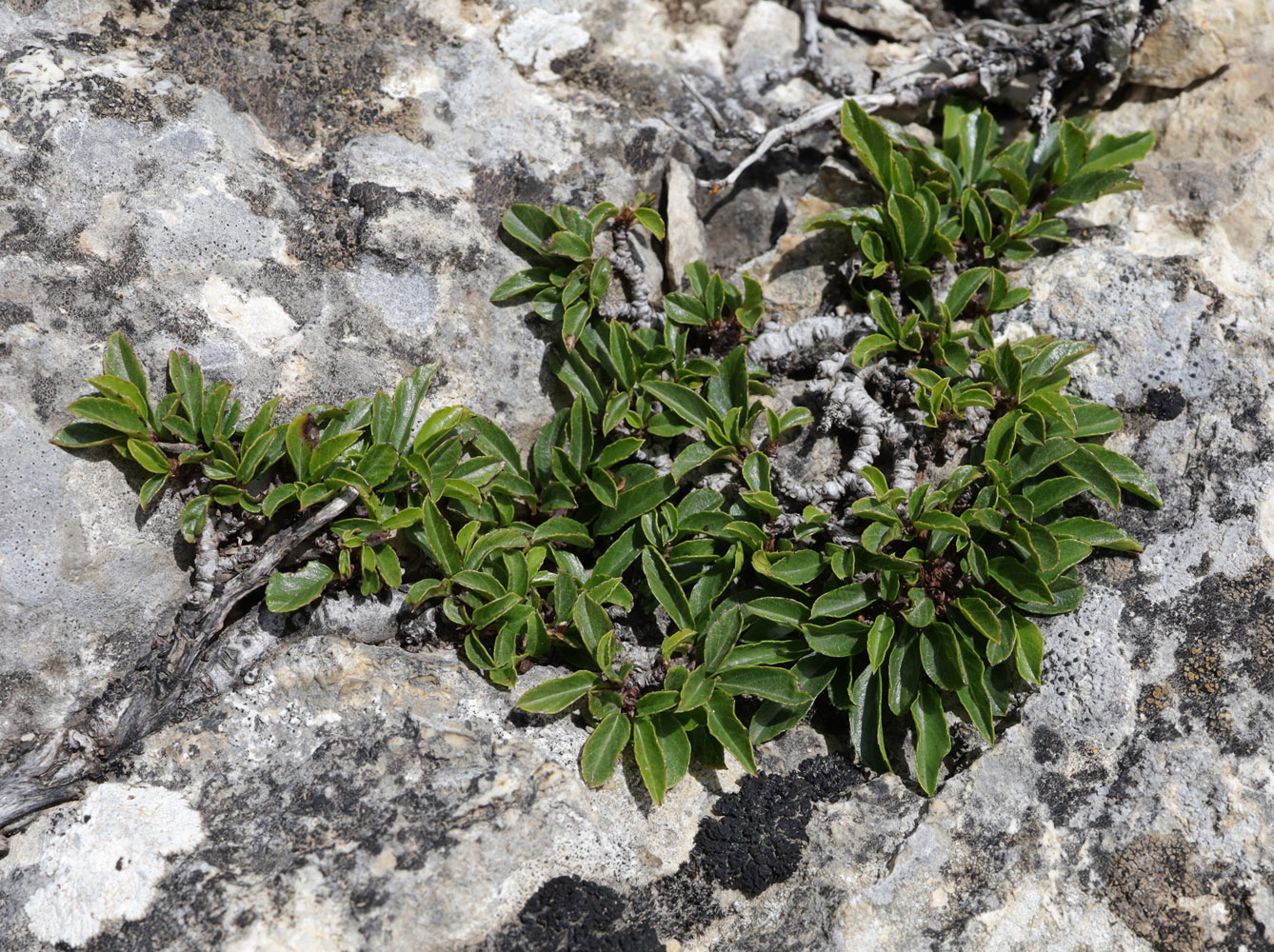 Image of Rhamnus depressa specimen.