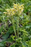 Pedicularis condensata