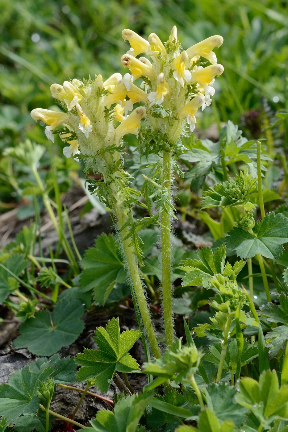 Изображение особи Pedicularis condensata.