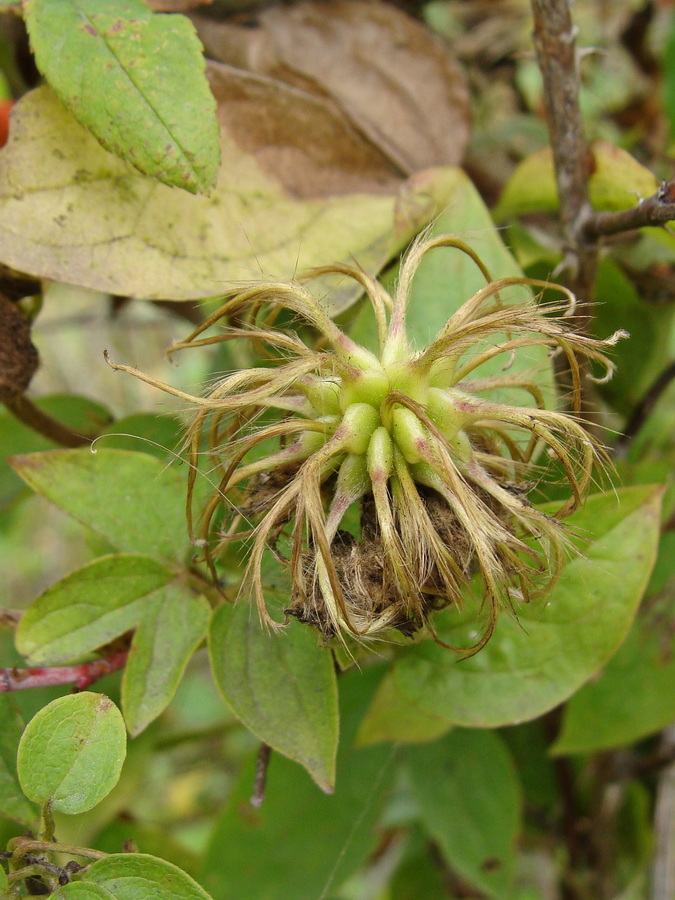 Image of Clematis fusca specimen.