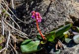 Bergenia crassifolia