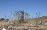 Leymus racemosus подвид sabulosus. Плодоносящие растения. Крым, Керченский полуостров, Опукский заповедник, песчано-ракушечный пляж. 24 сентября 2023 г.