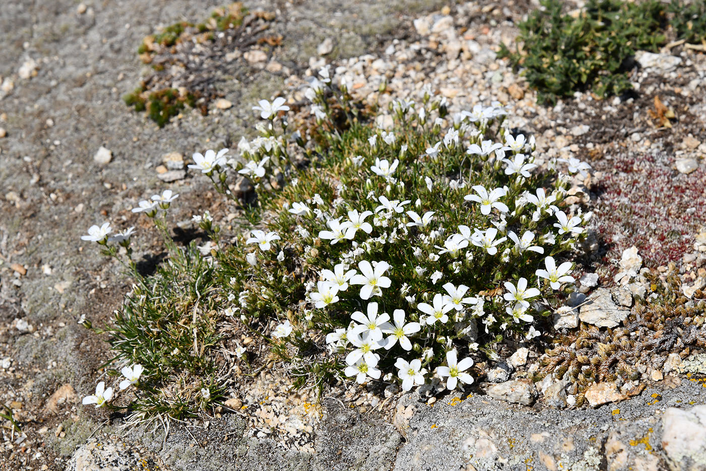 Image of Eremogone meyeri specimen.