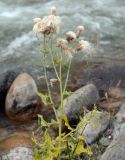 Cirsium incanum