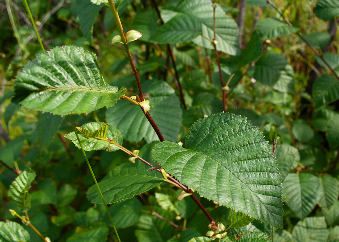 Изображение особи Duschekia fruticosa.