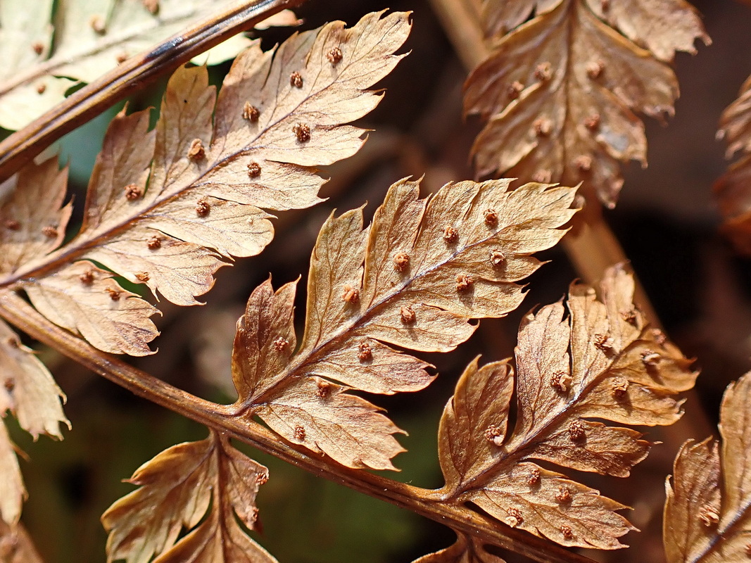 Image of Dryopteris amurensis specimen.