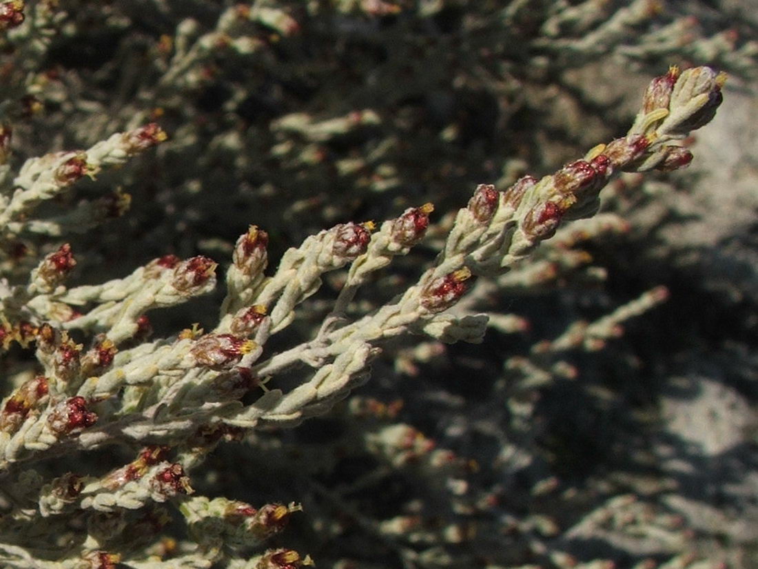 Image of Artemisia dzevanovskyi specimen.